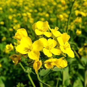 Mustard Flower