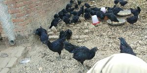 Kadaknath hen