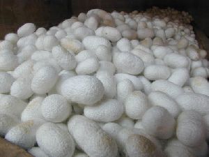 Tussar Silk Cocoons