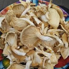 Dried White Oyster Mushrooms