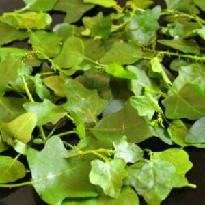 thuthuvalai leaf powder