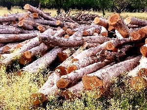 Wood Logs