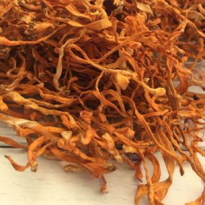 cordycep militaris mycelium cake dry powder