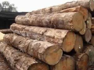 Radiata Pine Logs