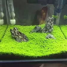 Aquarium Grass