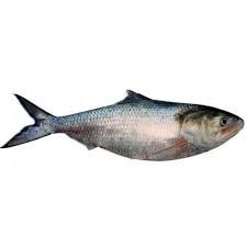 Sea Hilsa Fish