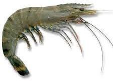 black tiger prawn