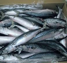 Frozen Mackerel Fish