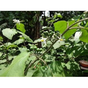Solanum Torvum Plant