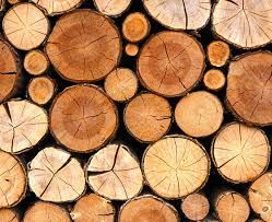 Teak Wood Logs