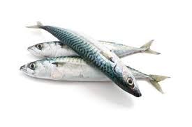 Frozen Mackerel