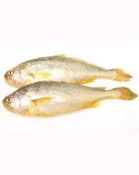 frozen yellow croaker