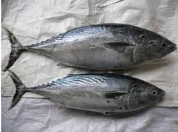 Tuna Frozen Fish