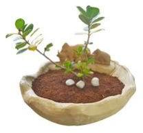 Maadu Planter Pot