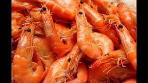 Frozen Shrimp Meat