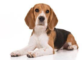 beagle dog