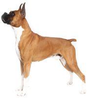 boxer dog