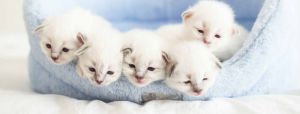 Cat Breeding Services