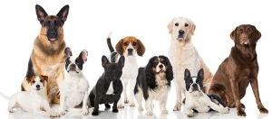 dog breeding services