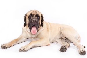 English Mastiff Dog