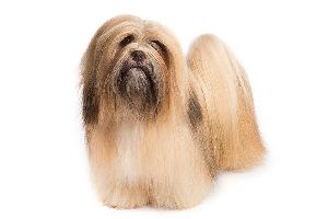 Lhasa Apso Dog