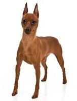 Miniature Pinscher Dog