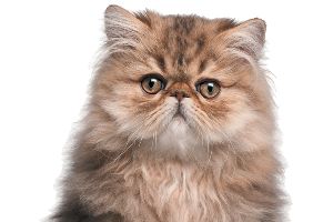 Persian Cat