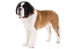 Saint Bernard Dog