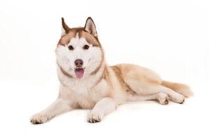 Siberian Husky Dog