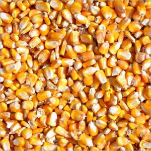 Hybrid Maize Seeds