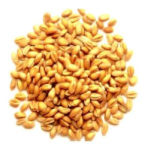 Hybrid Wheat Seeds