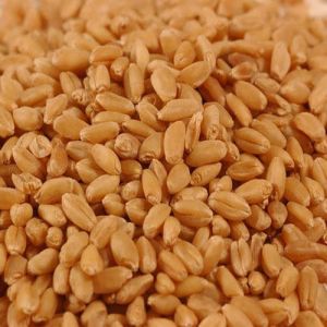 natural wheat seeds