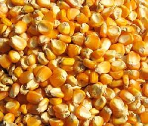 Organic Maize Seeds