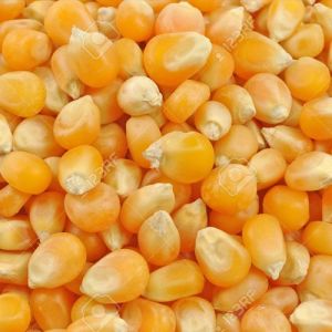 Yellow Maize Seeds