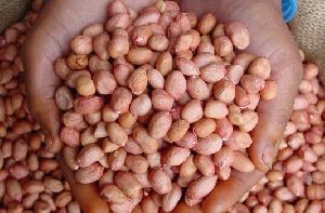 Groundnut Seeds