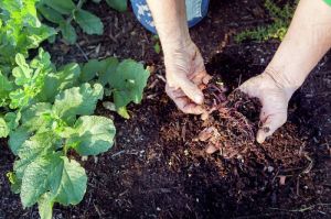 Vermicompost Fertilizer