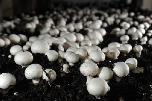 Button Mushroom Spawn