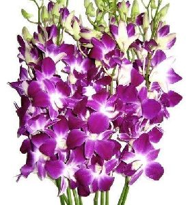 fresh orchid flower