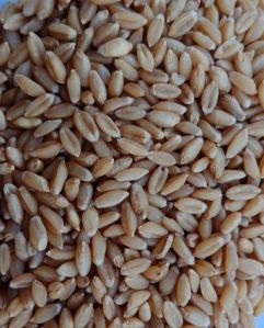 Durum Wheat Seeds