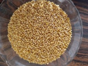 foxtail millet