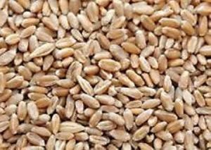 natural wheat seeds