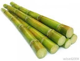 Sugarcane