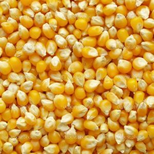 Fresh Yellow Maize