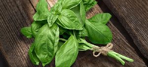 Natural Basil Leaves