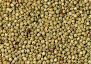 Natural Jowar Seeds