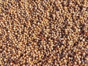 Organic Jowar Seeds