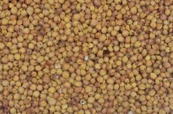 Yellow Jowar Seeds