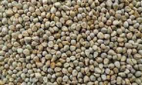 Bajra Seeds