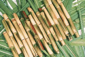 fresh sugarcane