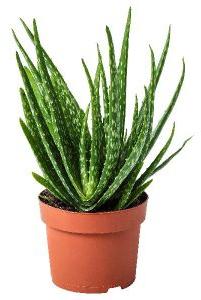 Aloe Vera Plant